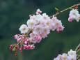 枝垂れ桜 2