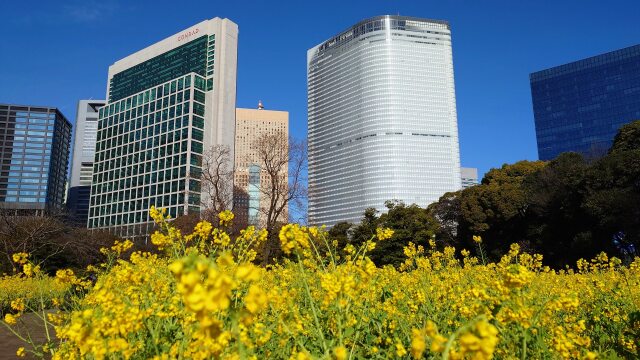 浜離宮恩賜庭園の菜の花