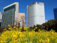 浜離宮恩賜庭園の菜の花