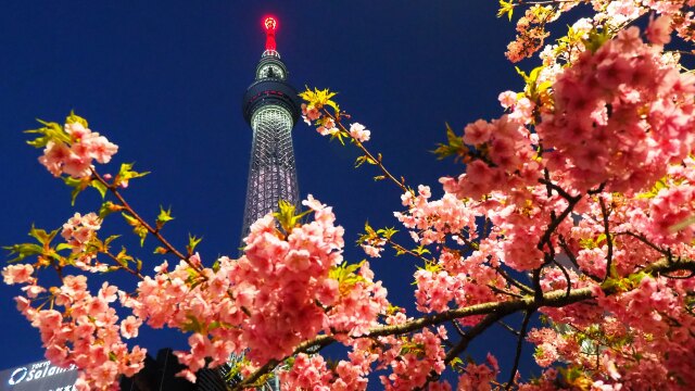 河津桜とスカイツリー