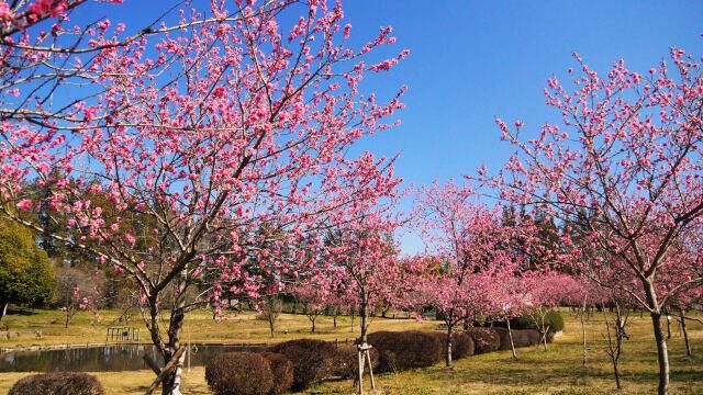 古河公方公園の花桃