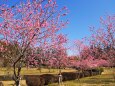 古河公方公園の花桃