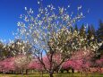 古河公方公園の花桃