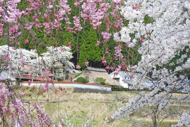 桜と古民家の共演