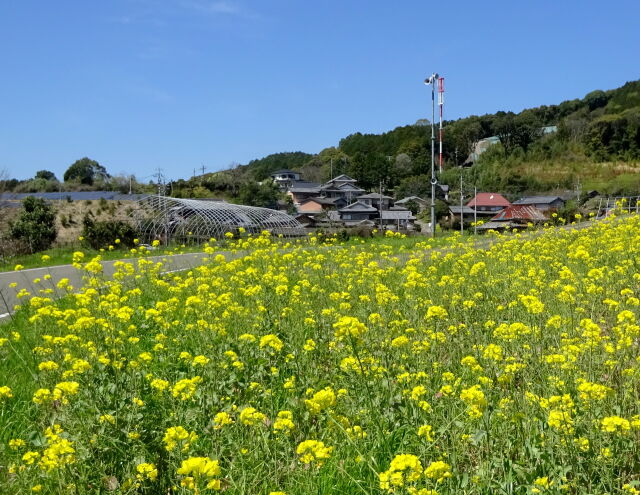 菜の花が咲く山村風景