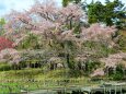 京都府立植物園