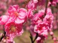 古河公方公園の花桃