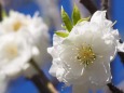 古河公方公園の花桃