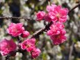 古河公方公園の花桃