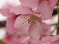 三ッ池公園の河津桜