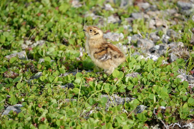雷鳥坂のチビ雷鳥5