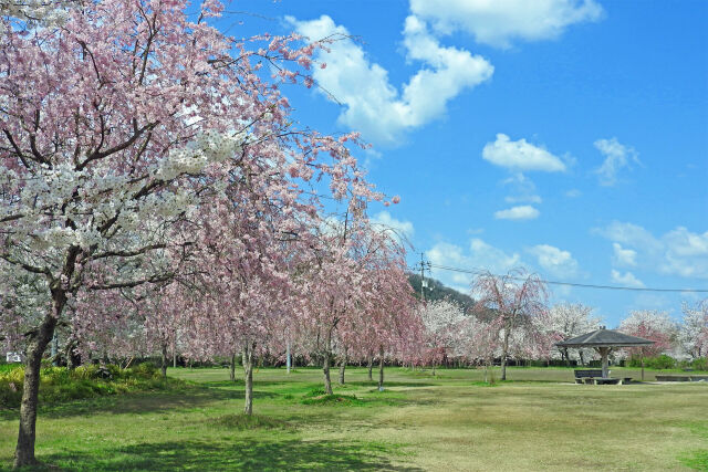 サクラの季節 2