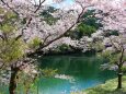 ダム湖と桜