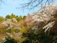 龍安寺