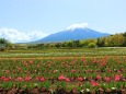 山中湖花の都公園