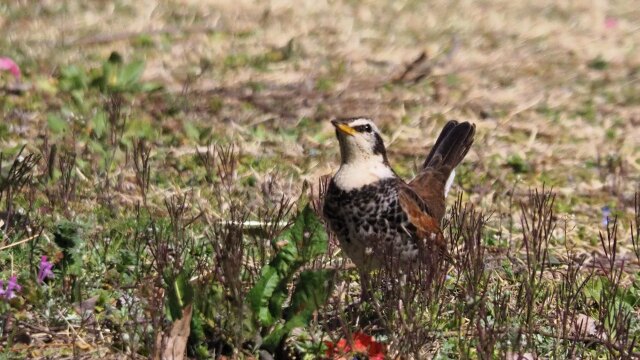 古河公方公園のツグミ