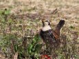 古河公方公園のツグミ