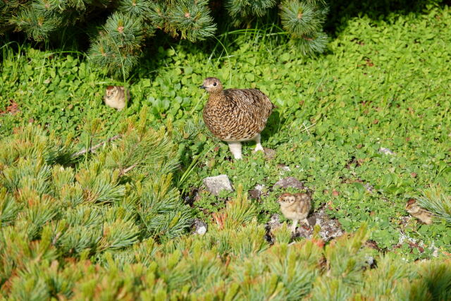 雷鳥坂の親子4