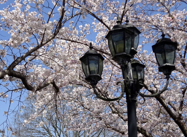 レトロな街路灯と桜の花