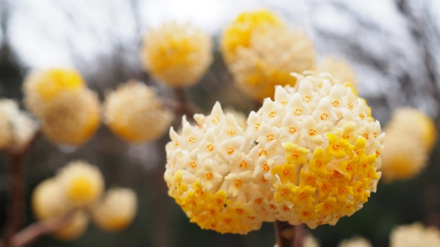 三ッ池公園のミツマタ