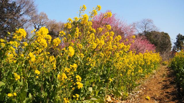 古河公方公園の花桃と菜の花