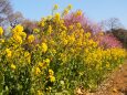 古河公方公園の花桃と菜の花