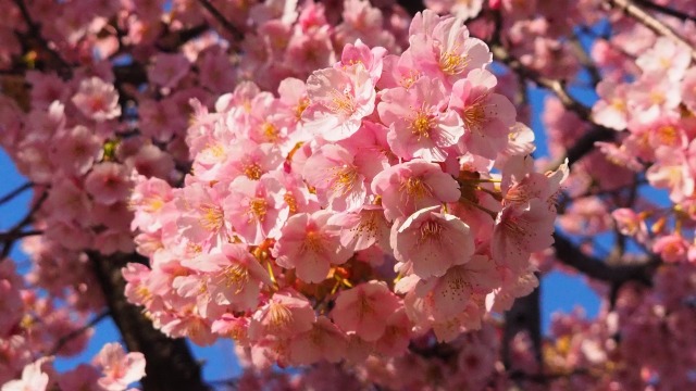 魚津市の河津桜