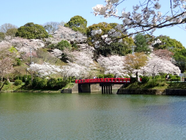 桜咲く甘木公園