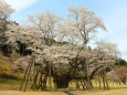 根尾谷淡墨桜