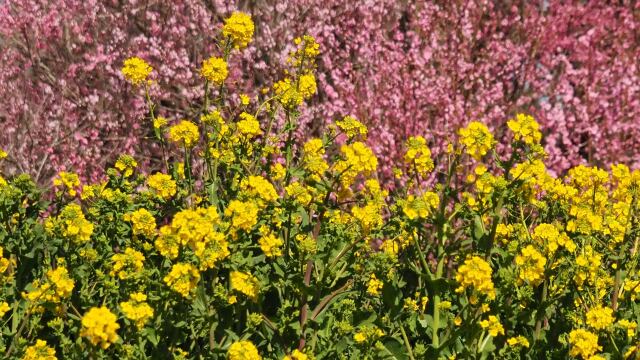 古河公方公園の花桃と菜の花