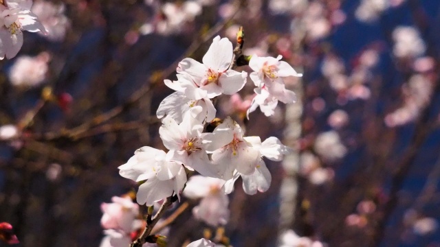 丸岡城の冬桜