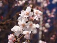丸岡城の冬桜