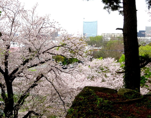 桜咲く久留米城址から市役所ビル