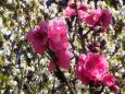 古河公方公園の花桃