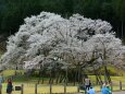 根尾谷淡墨桜