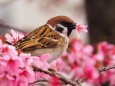 隅田公園の陽光桜と雀