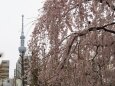 浅草寺のしだれ桜とスカイツリー