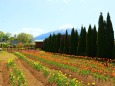 山中湖花の都公園