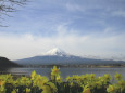 スイセンと富士山