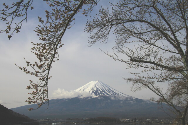 河口湖の桜はまだ蕾