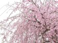 枝垂れ桜満開