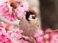 隅田公園の陽光桜と雀