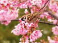 隅田公園の陽光桜と雀