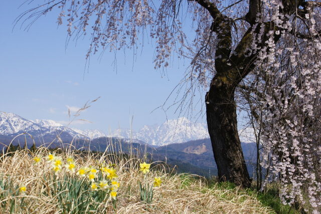桜、水仙、雪山、春の風景