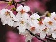 祇園白川の桜