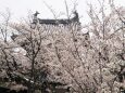 郡山城の桜