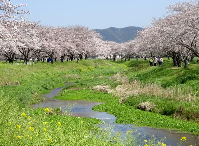 春の小川の桜並木