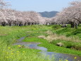 春の小川の桜並木