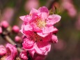 古河公方公園の花桃