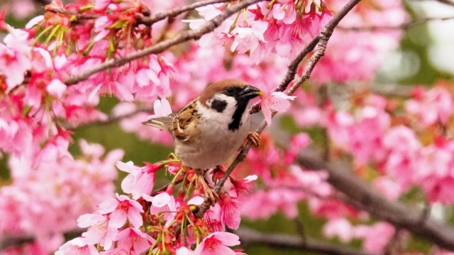 隅田公園の陽光桜と雀